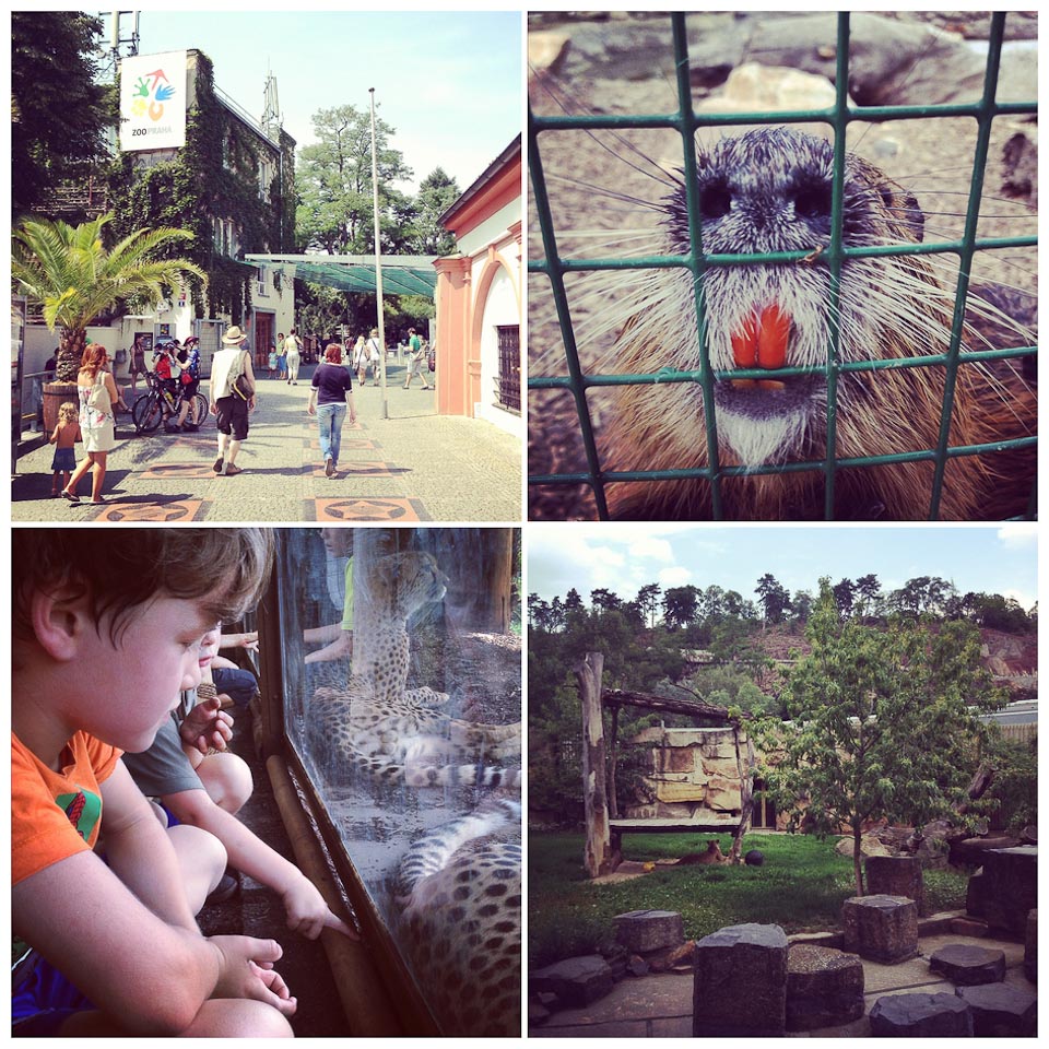 Zoo in Prag