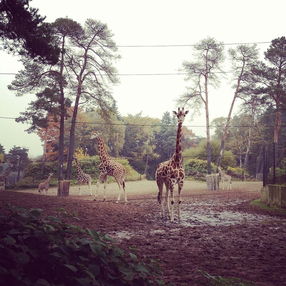 Burgers Zoo in Holland