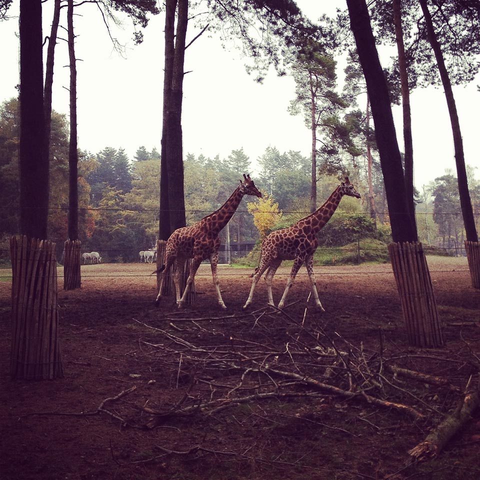 Burgers Zoo in Holland