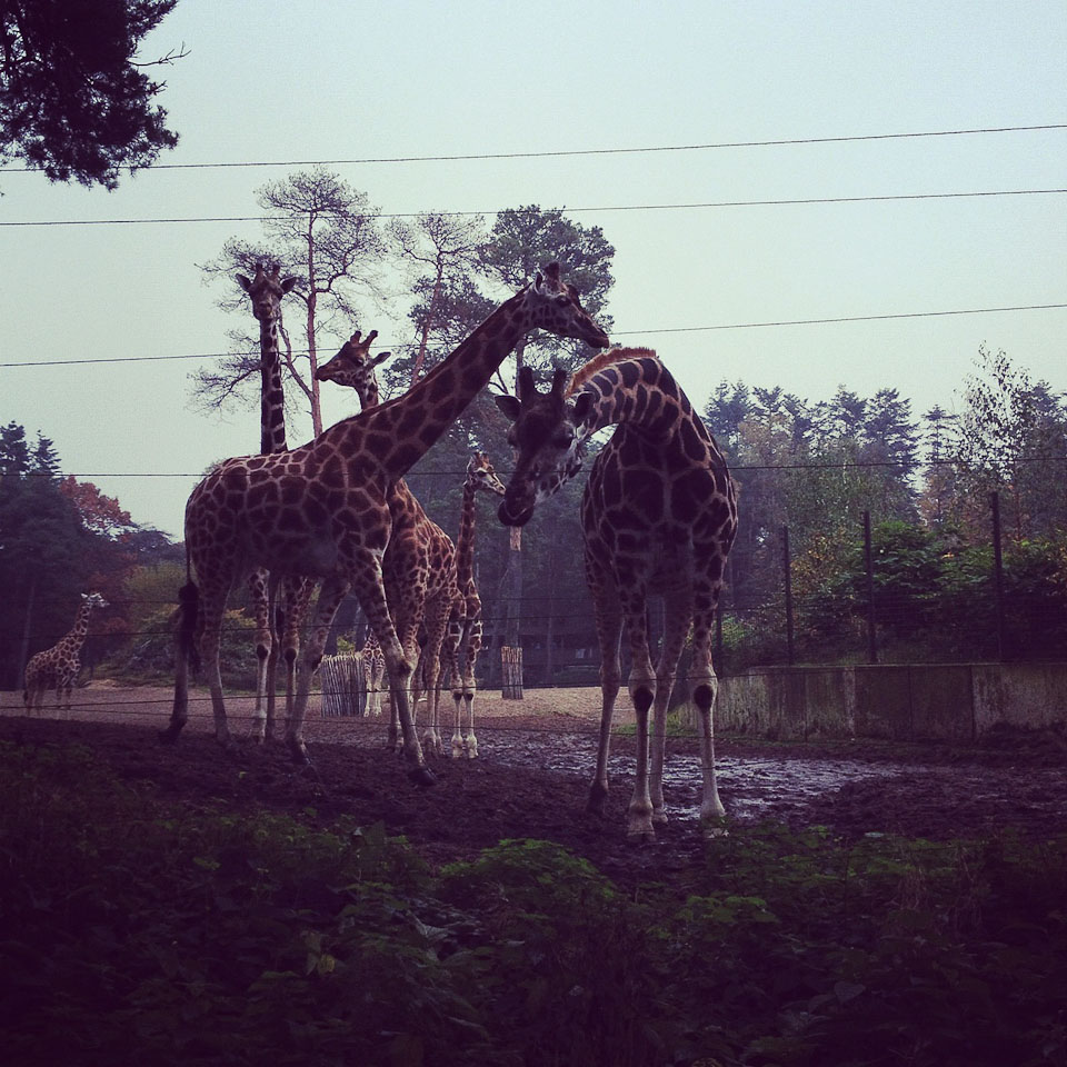 Die Giraffen in Burgers Zoo in Holland