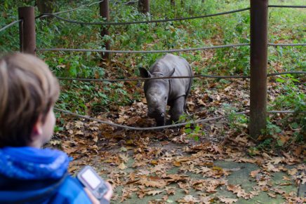 Burgers Zoo in Arnhem – die besten Tipps für einen Besuch im schönsten Tierpark Hollands