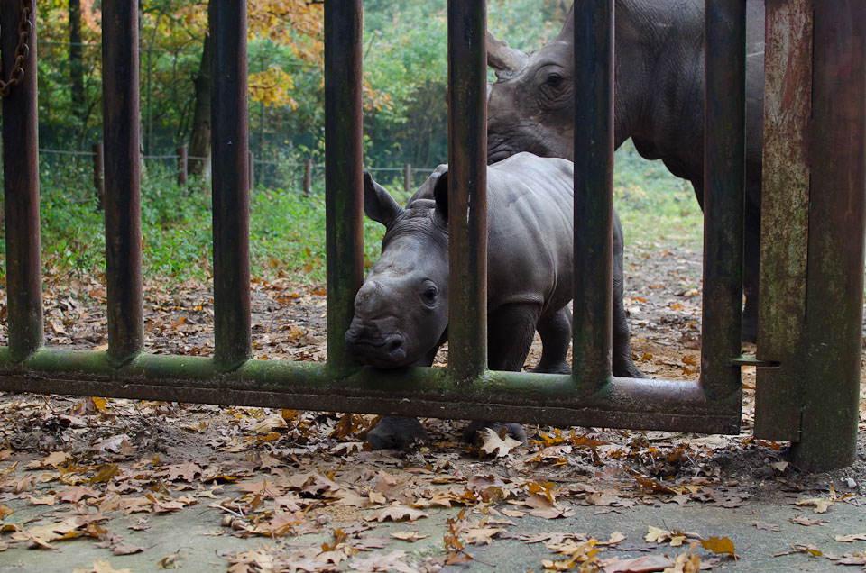 ein Nashornbaby aus dem Burgers Zoo in Holland