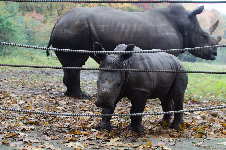 Burgers Zoo Holland