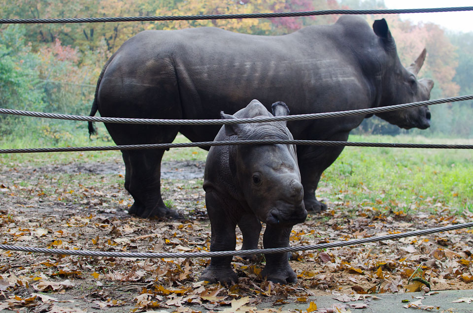 Burgers Zoo in Holland