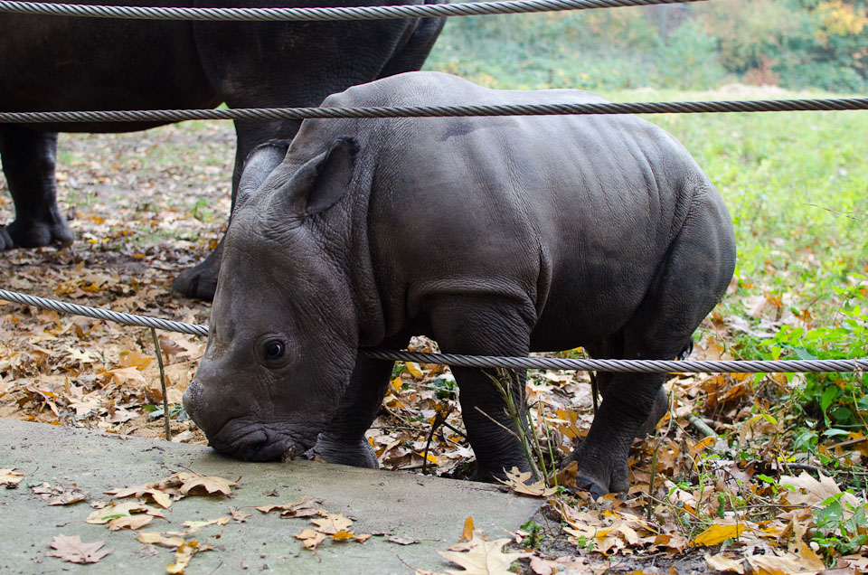 Nashornbaby Vince aus dem Burgers Zoo in Holland