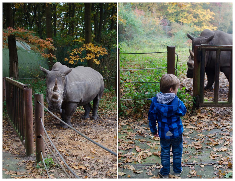 Nashornbaby in Burgers Zoo in Holland