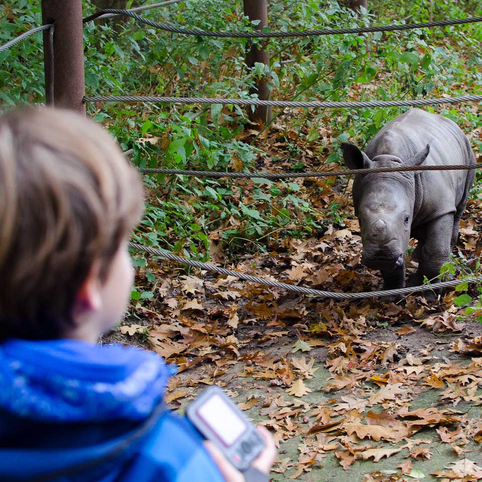 Auge in Auge mit einem Nashornbaby in Burgers Zoo, Holland