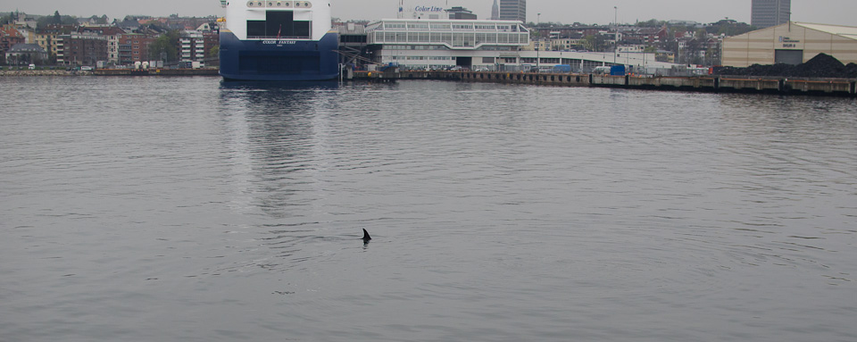 Oslo mit Kind Delfine