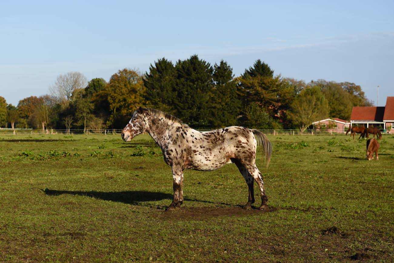 emsland_koelnformat_008