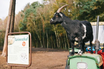 Video: zu Besuch in der Lüneburger Heide