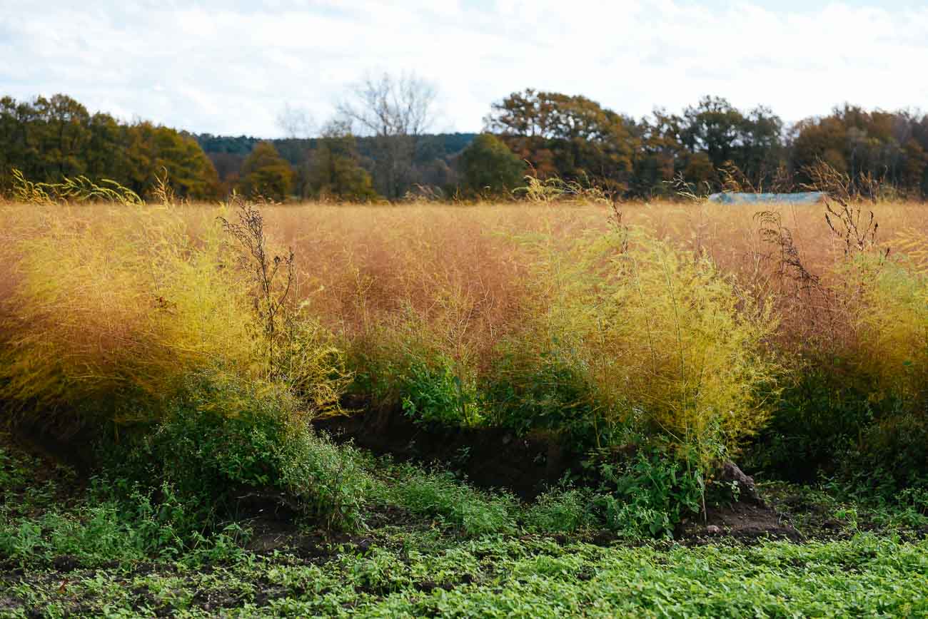 LueneburgerHeide_koelnformat-12