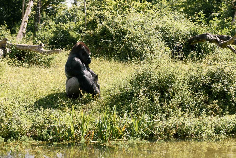 La Vallée des Singes - im Tal der Affen in Westfrankreich