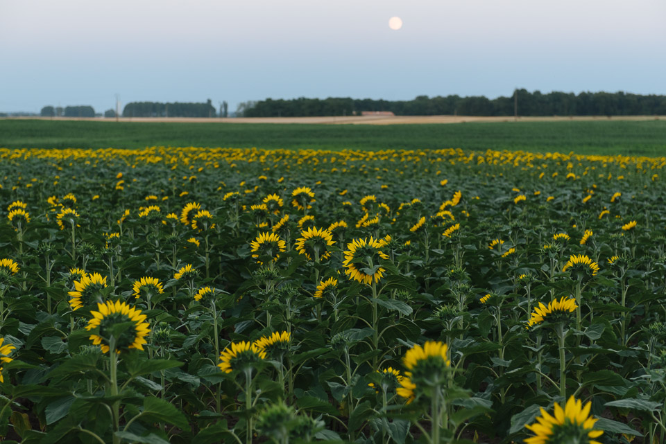 Ferien in Frankreich, Sonnenblumenfelder in Pitou Charentes